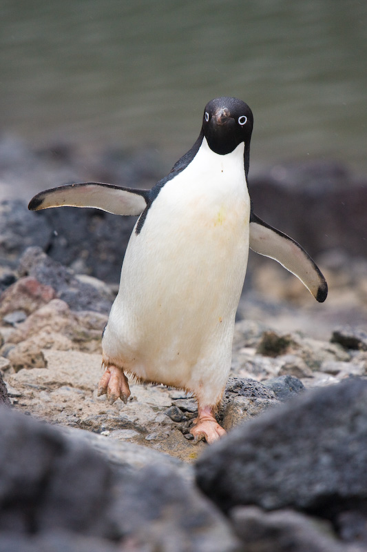 Adélie Penguin